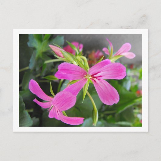 tuinbloem, roze briefkaart (Voorkant)