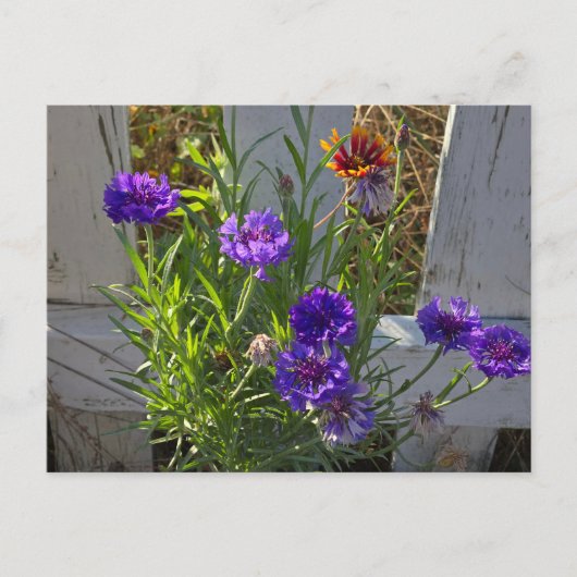 Tuinbloemen Briefkaart (Voorkant)