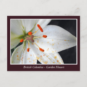 Tuinbloemen in BC Briefkaart