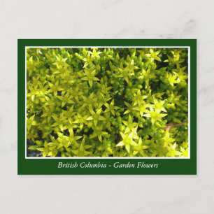 Tuinbloemen uit BC Briefkaart