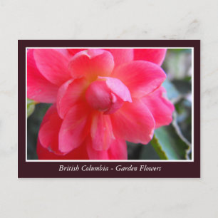 Tuinbloemen uit BC Briefkaart