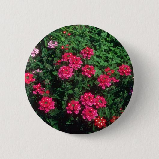 Tuinbloemen Verbena (Verbena Hybrida) Ronde Button 5,7 Cm (Voorkant)