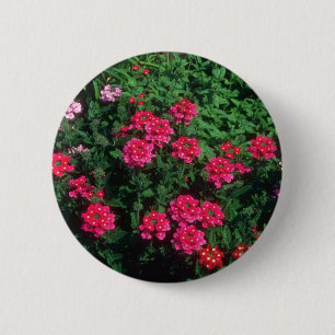 Tuinbloemen Verbena (Verbena Hybrida) Ronde Button 5,7 Cm