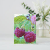 tuinbouwbessen botany frambuesa briefkaart (Staand voorkant)