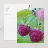 tuinbouwbessen botany frambuesa briefkaart (Voorkant / Achterkant)