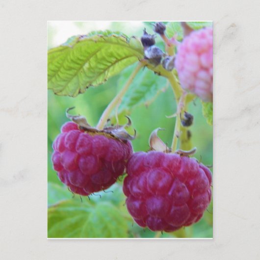 tuinbouwbessen botany frambuesa briefkaart (Voorkant)