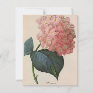 tuinbouwers, roze hydrangea Hortensia