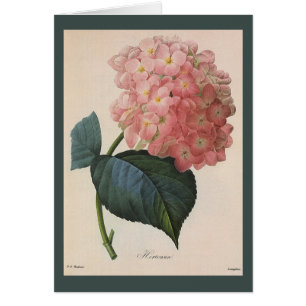tuinbouwers, roze hydrangea Hortensia
