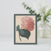 tuinbouwers, roze hydrangea Hortensia Briefkaart (Staand voorkant)