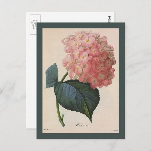 tuinbouwers, roze hydrangea Hortensia Briefkaart (Voorkant / Achterkant)