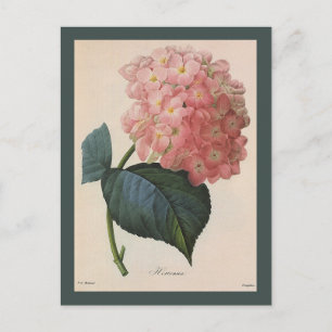 tuinbouwers, roze hydrangea Hortensia Briefkaart