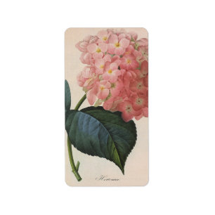  tuinbouwers, roze hydrangea Hortensia Etiket