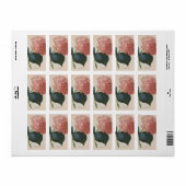  tuinbouwers, roze hydrangea Hortensia Etiket (Full Sheet)