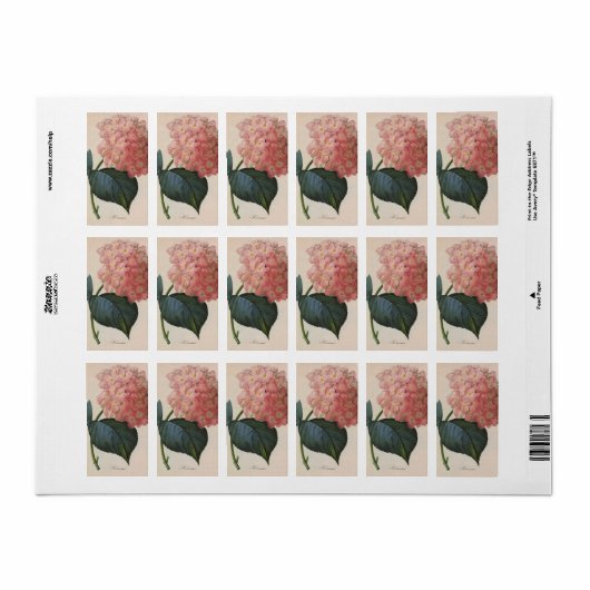  tuinbouwers, roze hydrangea Hortensia Etiket (Full Sheet)