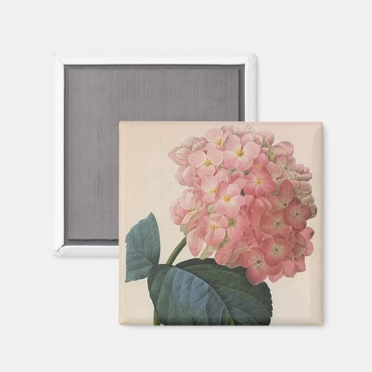  tuinbouwers, roze hydrangea Hortensia Magneet (Voorkant / Achterkant)