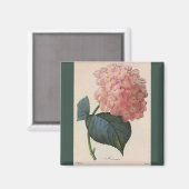 tuinbouwers, roze hydrangea Hortensia Magneet (Voorkant / Achterkant)