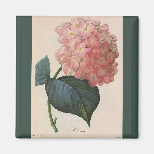 tuinbouwers, roze hydrangea Hortensia Magneet (Voorkant)