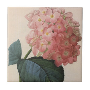  tuinbouwers, roze hydrangea Hortensia Tegeltje