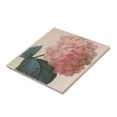 tuinbouwers, roze hydrangea Hortensia Tegeltje (Zijkant)