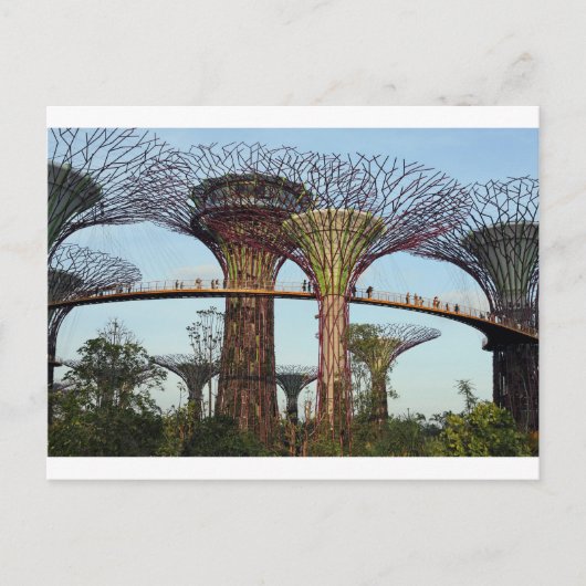 Tuinen van de Bay Singapore Supertree Grove Briefkaart (Voorkant)