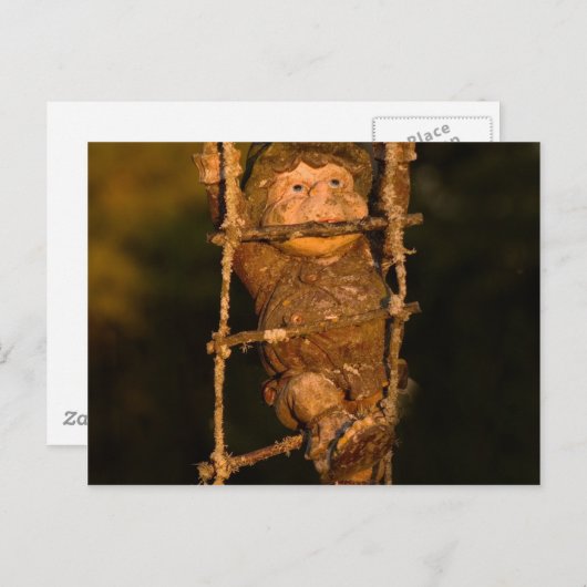 tuingnome briefkaart (Voorkant / Achterkant)