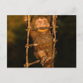 tuingnome briefkaart (Voorkant)