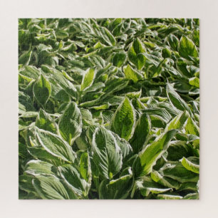 Tuingroene witte hosta-Planten Botanische Prints Legpuzzel