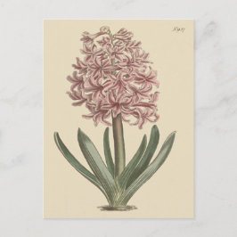 Tuinhyacint Botanische Illustratie Briefkaart