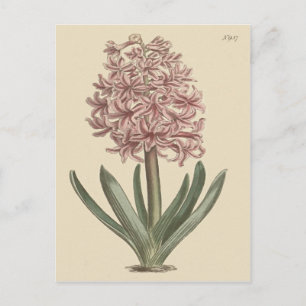 Tuinhyacint Botanische Illustratie Briefkaart
