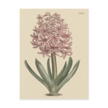 Tuinhyacint Botanische Illustratie
