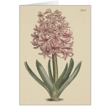 Tuinhyacinth Botanische illustratie
