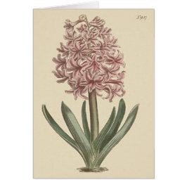 Tuinhyacinth Botanische illustratie