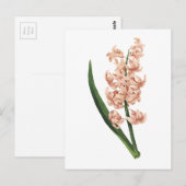 tuinhyacinth (Hyacinthus orientalis) door Redouté Briefkaart (Voorkant / Achterkant)