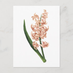 tuinhyacinth (Hyacinthus orientalis) door Redouté Briefkaart