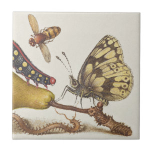 Tuininsecten, Vlieg, Rups, Peer, Duizendpoot Tegeltje