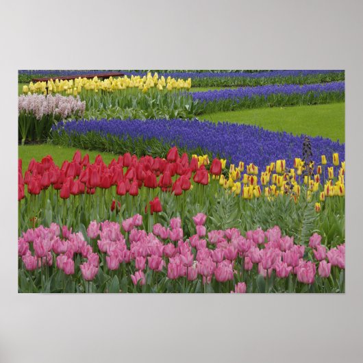 Tuinkers, Grape Hyacinth en Poster (Voorkant)