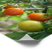 Tuinkers Tomaten Abstracte Natuur Poster (Hoek)