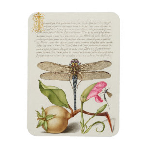 Tuinleven, Libel, Peer, Anjer en Insect Magneet