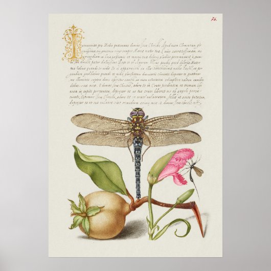 Tuinleven, Libel, Peer, Anjer en Insect Poster (Voorkant)