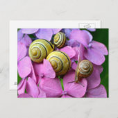 Tuinnagels op roze bloemen briefkaart (Voorkant / Achterkant)