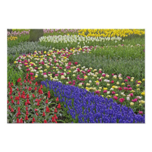 Tuinontwerp van druifhyacint, en tulpen, foto afdruk