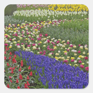 Tuinontwerp van druifhyacint, en tulpen, vierkante sticker