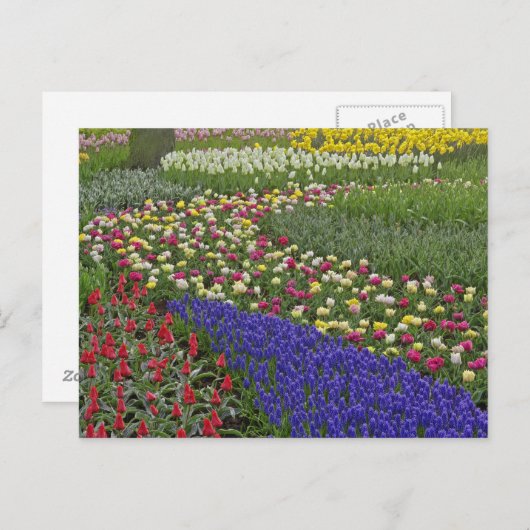 Tuinontwerp van druivensap en tulpen; briefkaart (Voorkant / Achterkant)