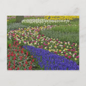 Tuinontwerp van druivensap en tulpen; briefkaart (Voorkant)