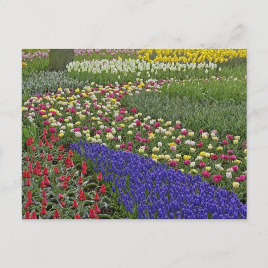 Tuinontwerp van druivensap en tulpen; briefkaart (Voorkant)