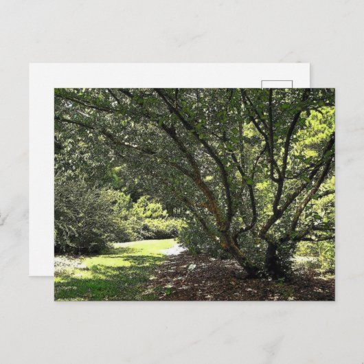 Tuinpad door Mark Edward Westerfield Briefkaart (Voorkant / Achterkant)