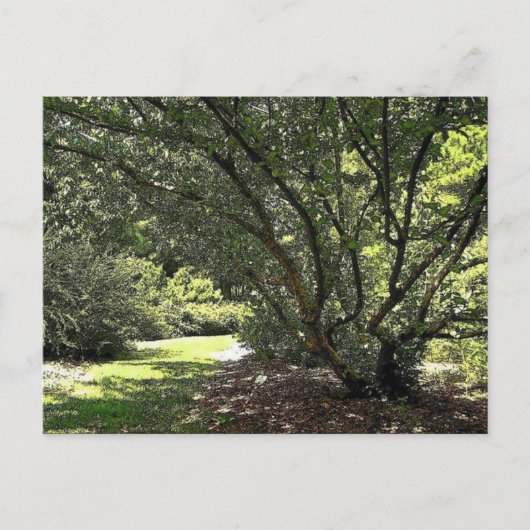 Tuinpad door Mark Edward Westerfield Briefkaart (Voorkant)