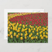 Tuinpatroon, Keukenhof Gardens, 2 Briefkaart (Voorkant / Achterkant)