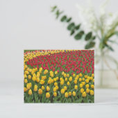 Tuinpatroon, Keukenhof Gardens, 2 Briefkaart (Staand voorkant)