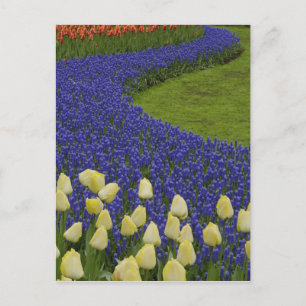Tuinpatroon van de bloemen van de druiventeelt en  briefkaart